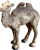 VELBLOUDĚ